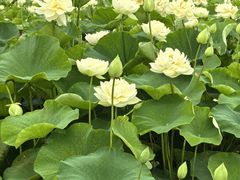 -亚沙水生植物园