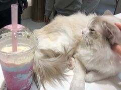 -飞行喵MR PILOT|猫舍·猫咖(静安大融城店)