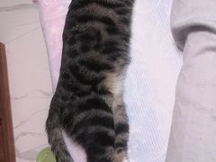 -纳吉亚猫专科动物诊疗中心(蒋宅口分院)