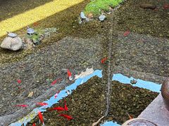 -几荷·恰似故人来(秀水广场店)