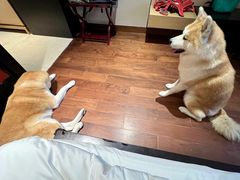 -上海崇明金茂凯悦酒店