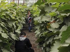 -庞各庄翠芳园西瓜蔬菜基地采摘园
