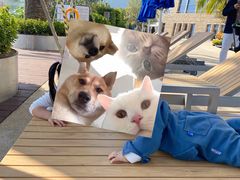 -深圳大梅沙京基洲际度假酒店