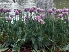 -翠湖公园