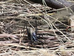 -上海昆虫博物馆