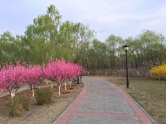 -永定河休闲森林公园