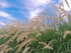 -光明小镇欢乐田园