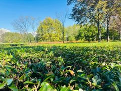 -白塘生态植物园