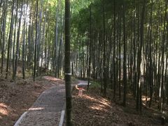 路径-上海佘山国家森林公园西佘山园