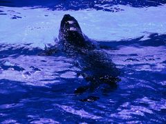 -上海海昌海洋公园-冰山北极馆