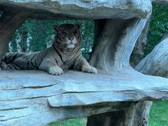 -北京野生动物园