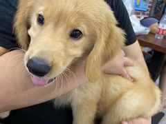 -翊宠yipet猫狗购宠庄园犬舍•猫舍