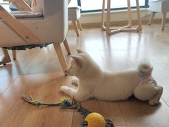 -柴犬小屋·柴餐厅·狗咖食堂(金鼎广场店)