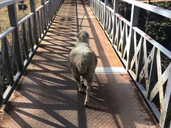 -神户市立六甲山牧场