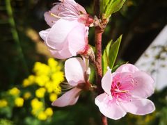 -南汇桃花村