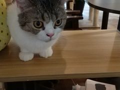 -共舞时光猫咖·狗咖(新街口店)