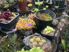 -国家植物园南园