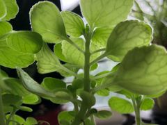 -秦美花卉(天朗·莱茵小城2期店)