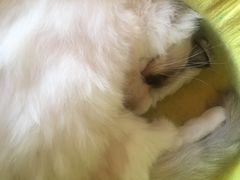 -猫的茶·猫咖