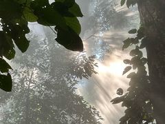 -西双版纳原始森林公园