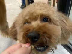 -喜洋洋宠物医院(震川路总店)