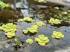 -袖虎猫馆(十亩地店)