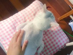 -PETKIT小佩宠物(古北店)