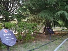 -大兴滨河森林公园