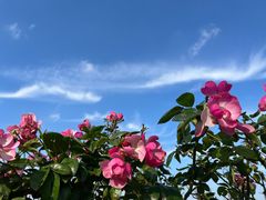 -上海滨江森林公园