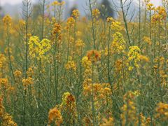 -中国天府农业博览园