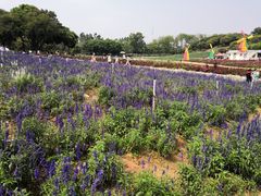 -松山湖梦幻百花洲