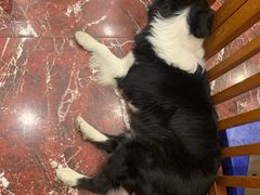 -多卡布奇宠物生活馆(上林世家店)