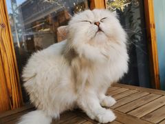 -喵屿·大理花园猫咖