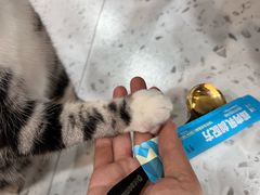 -喵园·猫主题咖啡厅·撸猫·猫咖(国贸店)