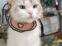-平行世界·猫咖(首经贸店)