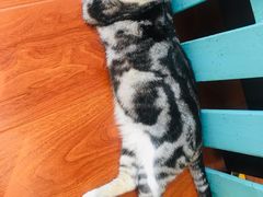 -猫小院猫主题咖啡厅(北锣店)