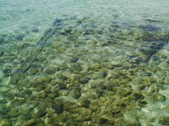 -东姑阿都拉曼海洋公园