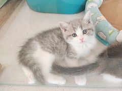 -糯米喵星人总部直营旗舰店·猫舍·幼猫出售
