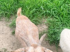 -田园东方蜜桃村的田野营地