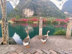 -靖西鹅泉风景区