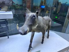 -国家自然博物馆