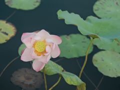 -橘子洲景区