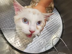 -PETKIT 小佩宠物·低压洗护·美容·寄养(安远店)