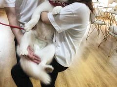 -Husky Go! 哈士奇体验馆·宠物咖啡厅狗咖