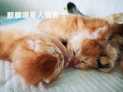 -十年猫舍·猫咪专门店(普陀店)