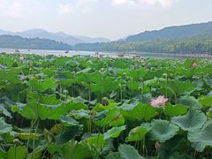 -杭州香格里拉饭店