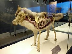 -青藏高原自然博物馆