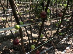 -武汉世外桃源农庄