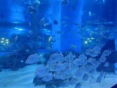 -顺德南宏海立方海洋公园