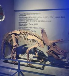 -恐龙探索乐园(磁器口店)